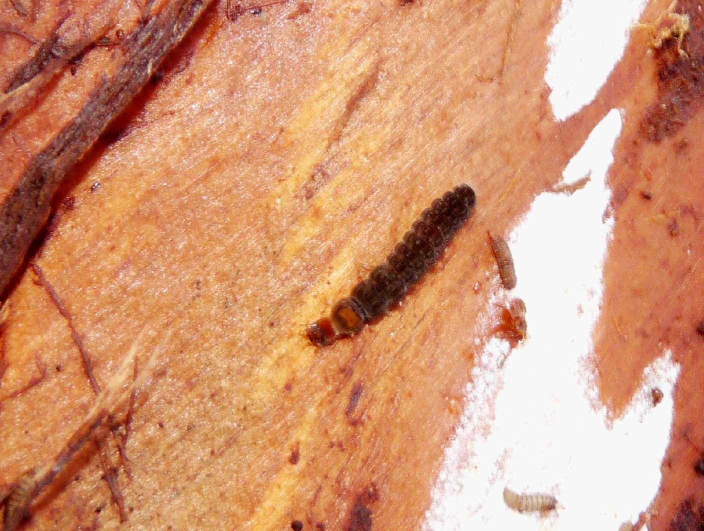 Larva di Cantharidae con prede (larve di dittero)